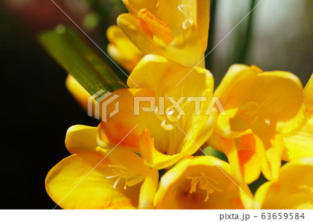 フリージア　Freesia 63659584