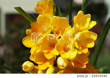 フリージア　Freesia 63659586