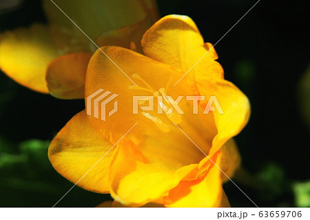 フリージア　Freesia 63659706