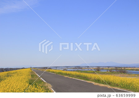埼玉大橋（利根川・下流側）と菜の花堤防 63659999