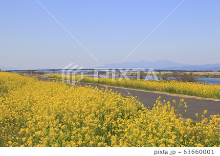 埼玉大橋（利根川・下流側）と菜の花堤防 63660001