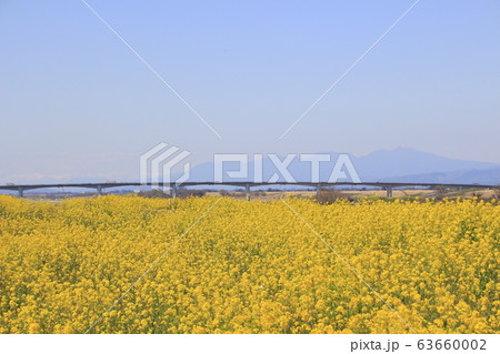 埼玉大橋(利根川・下流側)と菜の花堤防 埼玉大橋(利根川・下流側)と菜の花堤防 63660002