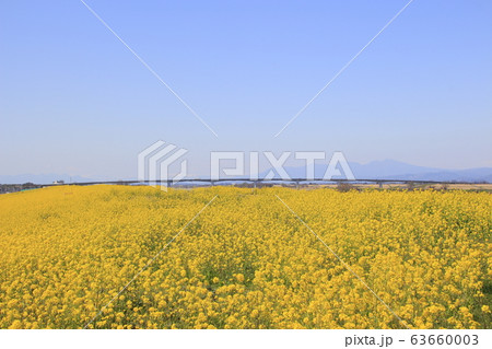 埼玉大橋（利根川・下流側）と菜の花堤防 63660003