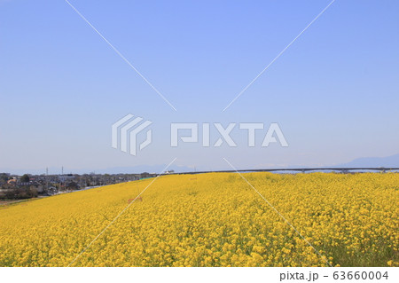 埼玉大橋（利根川・下流側）と菜の花堤防 63660004