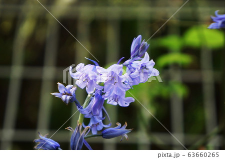 ヒアシンス Hyacinthus orientalis ヒアシンス Hyacinthus orientalis 63660265