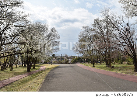 桜の和光樹林公園 桜の和光樹林公園 63660978