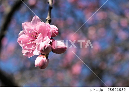 花桃　ピンク 63661086