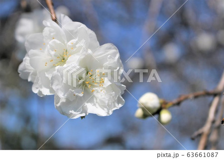 花桃 純白 花桃 純白 63661087