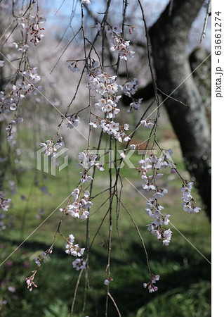 糸桜　桜川市 63661274