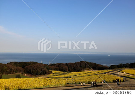 あわじ花さじき 菜の花畑の写真素材