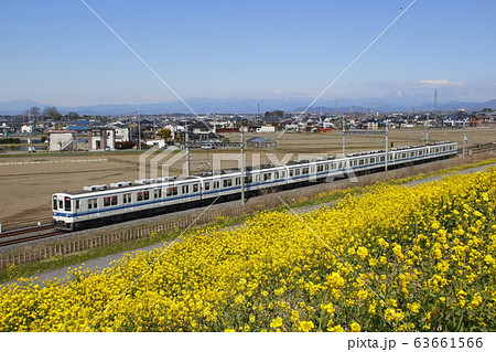 東武8000系試運転列車と菜の花土手 63661566
