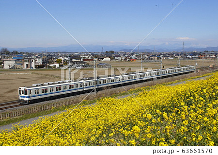 東武8000系試運転列車と菜の花土手 63661570