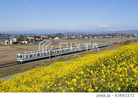 東武8000系試運転列車と菜の花土手 63661572