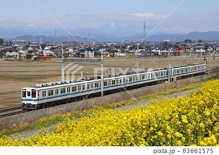 東武8000系試運転列車と菜の花土手 63661575