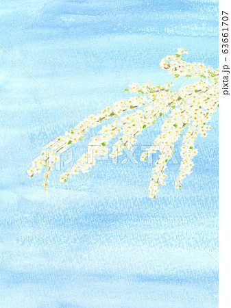 雪柳と青空 水彩 63661707