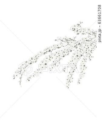 雪柳 水彩 水墨画風 モノトーン 63661708