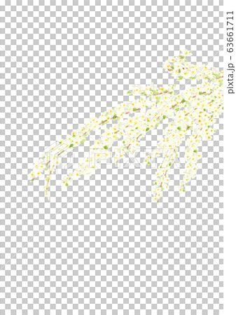 雪柳 ユキヤナギ 水彩 63661711