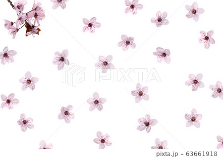 Pattern made of pink cherry blossom sakura on white background, isolated. Pattern made of pink cherry blossom sakura on white background, isolated. 63661918