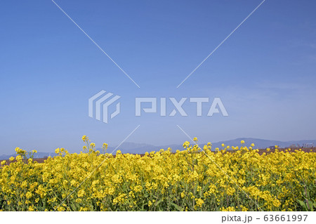 菜の花畑 菜の花畑 63661997