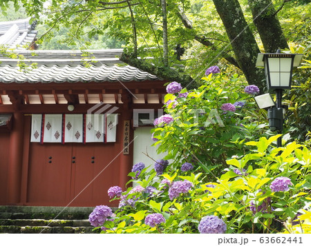 長谷寺のあじさい 63662441