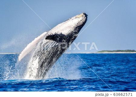 ザトウクジラの写真素材 [63662571] - PIXTA