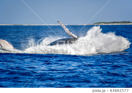 ザトウクジラ 63662577