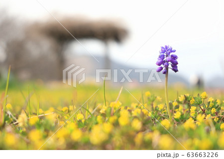 紫の野花と黄色の絨毯 63663226