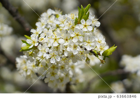 プルーンの花 プルーンの花 63663846