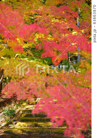 花筐公園の紅葉 63663870