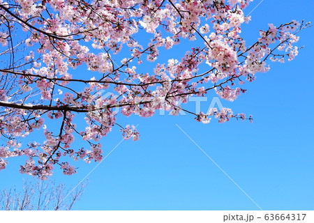 桜並木 63664317