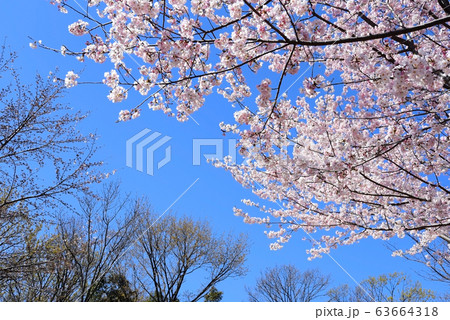 桜並木 桜並木 63664318