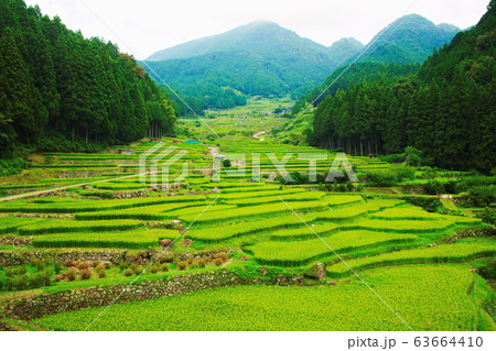 四谷千枚田 愛知県新城市 四谷千枚田 愛知県新城市 63664410