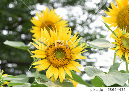 ひまわり 63664435
