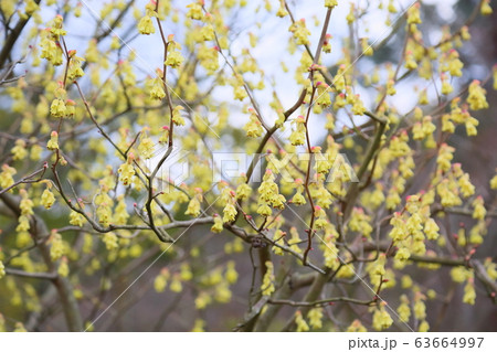 トサミズキの花 63664997