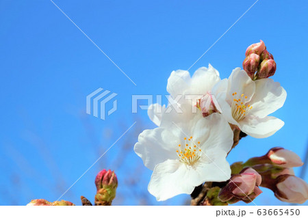 桜 桜 63665450