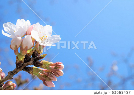 桜 桜 63665457