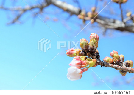 桜 桜 63665461
