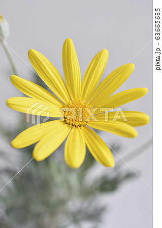 ユリオプスデージー ユリオプスデージー 63665635