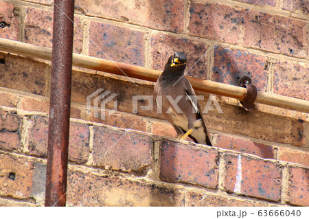 インドハッカ インドハッカ 63666040