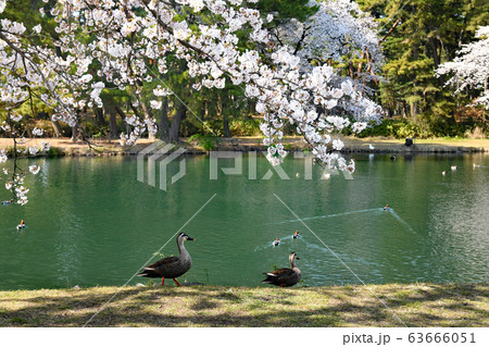 前橋敷島公園の桜と鴨の写真素材