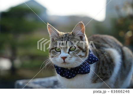 ネコ・元野良猫・キジトラ白・ひめちゃん・妊娠 ネコ・元野良猫・キジトラ白・ひめちゃん・妊娠 63666246