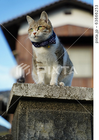 ネコ・元野良猫・キジトラ白・ひめちゃん・妊娠 ネコ・元野良猫・キジトラ白・ひめちゃん・妊娠 63666253