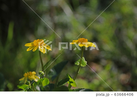 リュウキンカ リュウキンカ 63666406