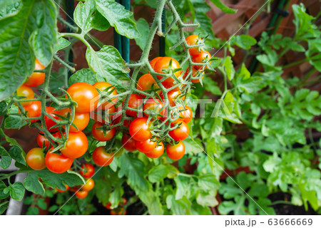 ベランダでガーデニング 鈴なりミニトマトの写真素材