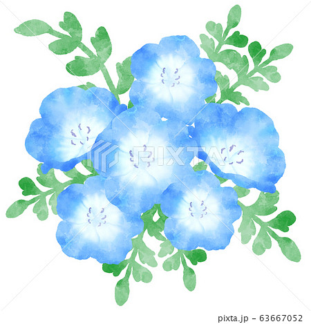 ネモフィラ 青い花 水彩風イラストのイラスト素材 63667052 Pixta