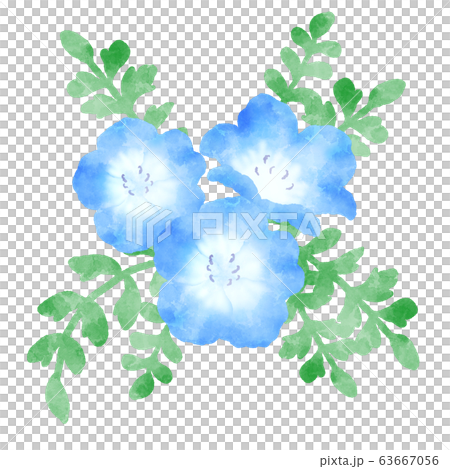 ネモフィラ　青い花　水彩風イラスト 63667056