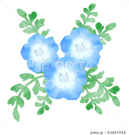 ネモフィラ 青い花 水彩風イラストのイラスト素材