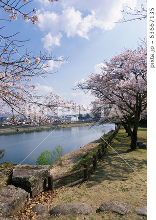 桜の人吉城跡 63667135