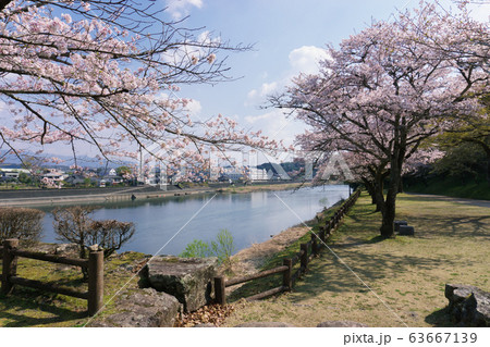 桜の人吉城跡 63667139