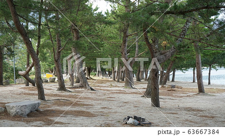 琵琶湖　湖西　雄松崎 63667384